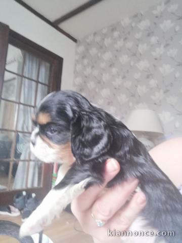 Magnifique chiot king cavalier charles