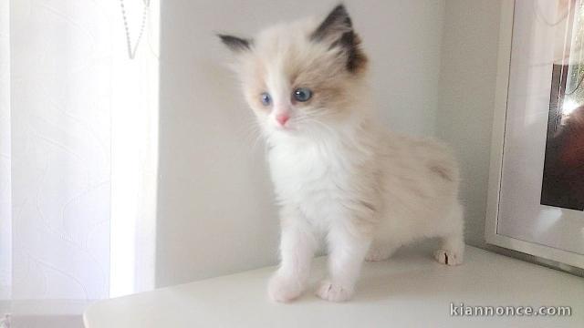 Magnifique chaton Ragdoll