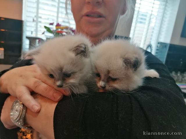 Magnifique chaton Ragdoll