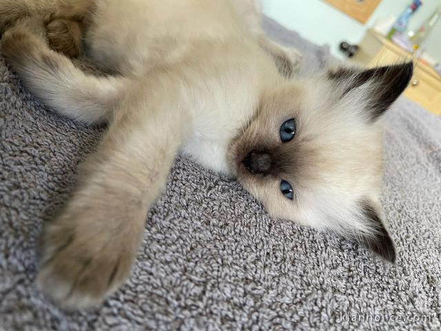 Magnifique chaton Ragdoll