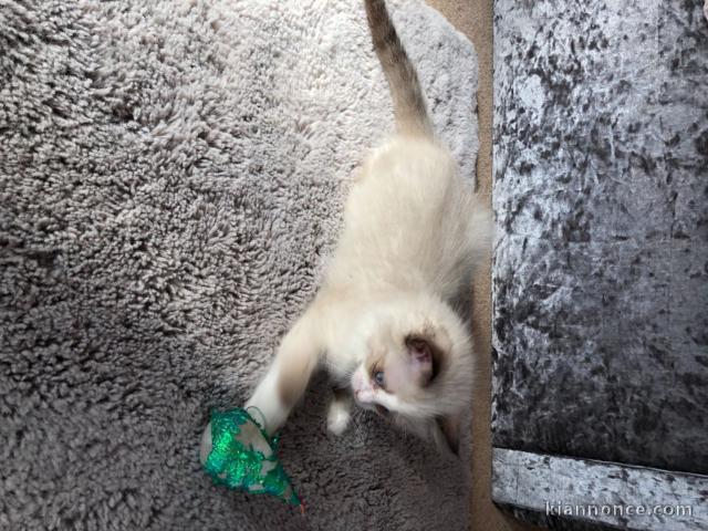 Magnifique chaton Ragdoll