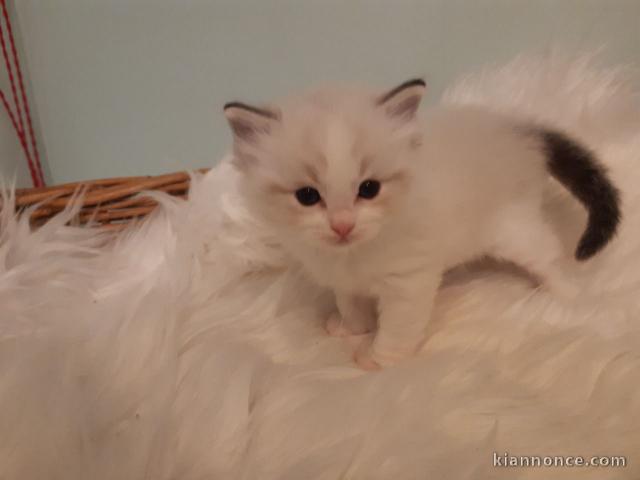 Adorables chatons Ragdoll