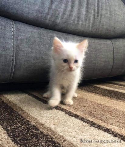 Magnifique chaton Ragdoll