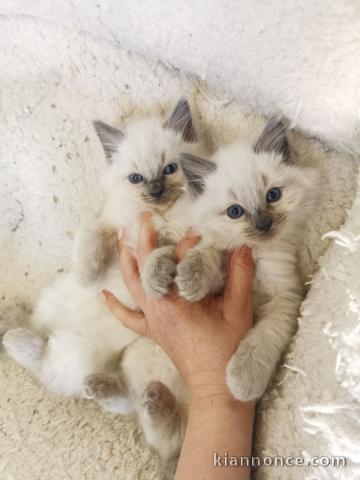 Magnifique chaton Ragdoll