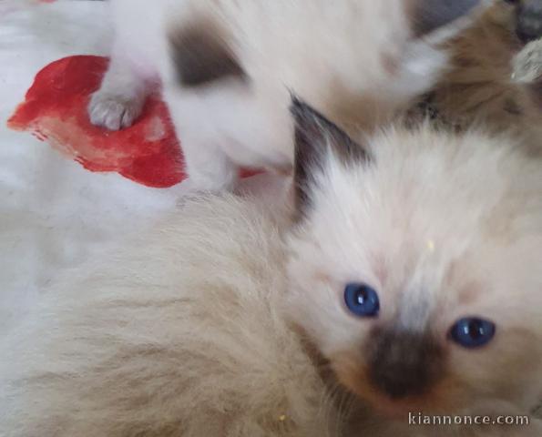 Magnifique chaton Ragdoll