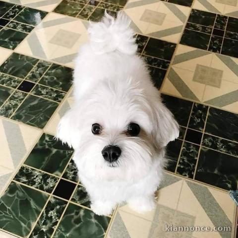 Chiots Bichon maltais dispo