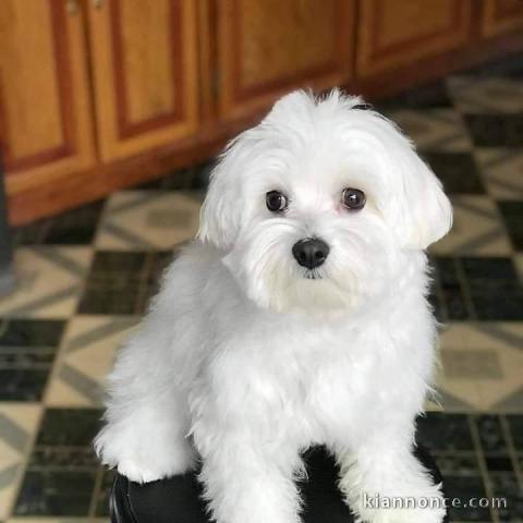 Chiots Bichon maltais dispo