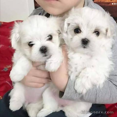 Chiot Bichon maltais  dispo