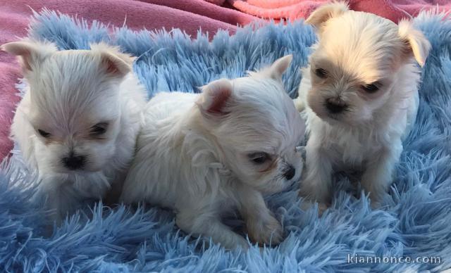 Chiot Bichon maltais  dispo