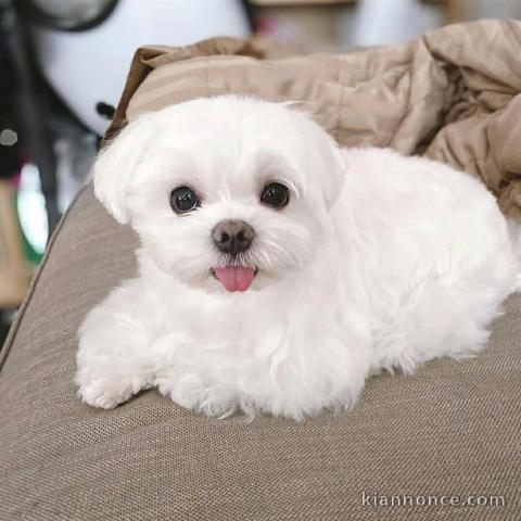 Chiots Bichon maltais dispo