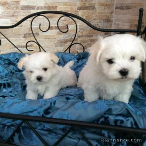 Chiots Bichon maltais dispo