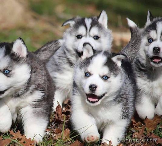 disponible de suite Husky de Sibérie