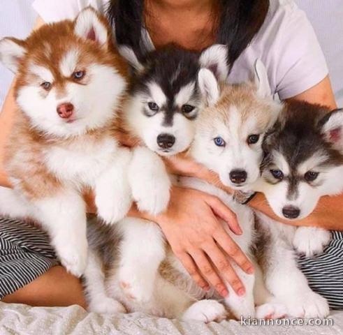 Disponible de suite à l’adoption chiots husky