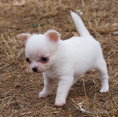 Je donnes chiot chihuahua femelle blanc chocolat