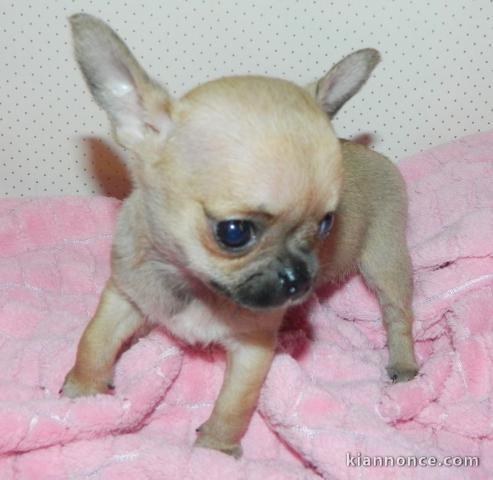 A donné chiot chihuahua beige/blanc femelle