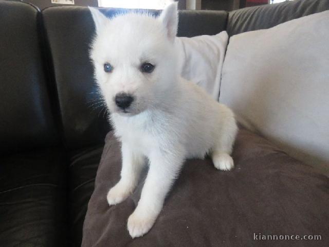 A donner chiot husky siberian femelle yeux bleu