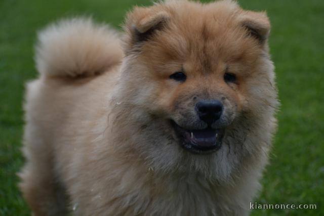 Magnifiques chiots chow chow femelle à donner