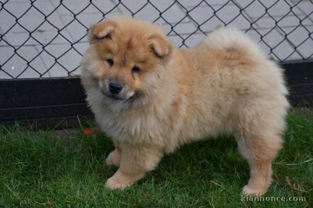 Magnifiques chiots chow chow femelle à donner