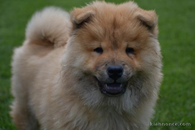 Magnifiques chiots chow chow femelle à donner