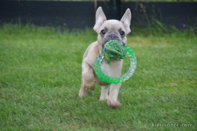 À donner chiot bouledogue français rouge fauve