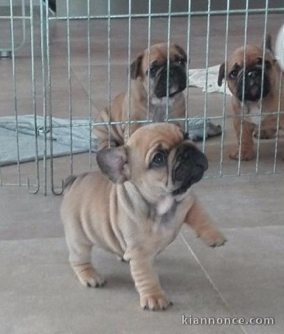 À donner chiot bouledogue français rouge fauve