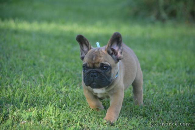 À donner chiot bouledogue français rouge fauve