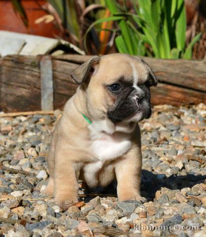 À donner chiot bouledogue français rouge fauve