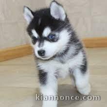 Pomsky Puppies pour adoption