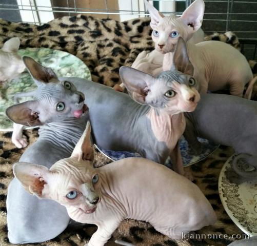 Chatons Sphynx à vendre très modérés