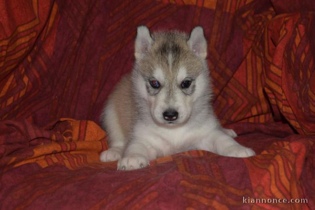 Disponible de suite à l’adoption chiots husky