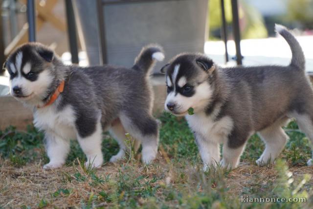 Magnifique 2femelles et male Husky Sibérie