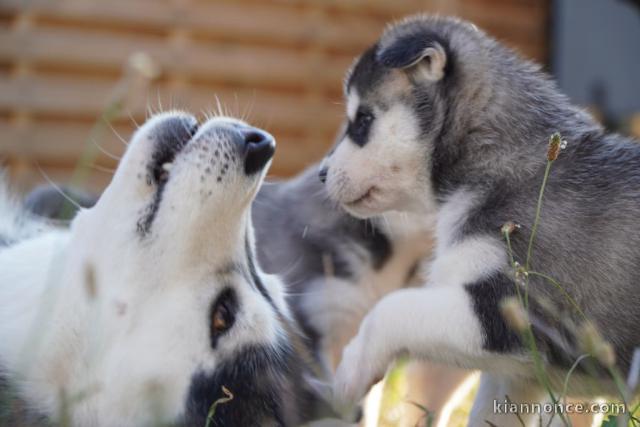 Magnifique 2femelles et male Husky Sibérie