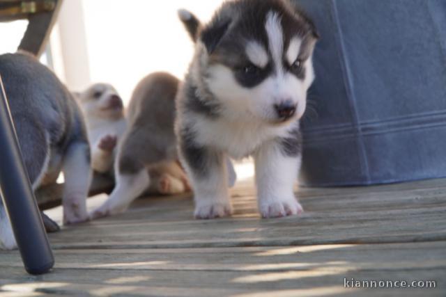 Magnifique 2femelles et male Husky Sibérie