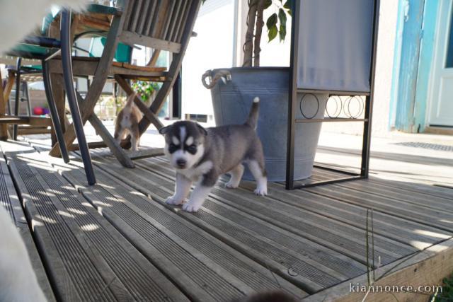 disponible de suite Husky de Sibérie