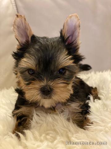 adorables chiots yorkshire