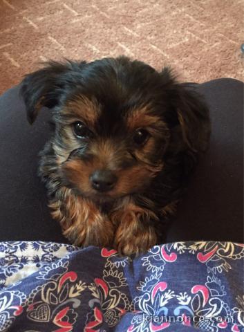  Magnifiques chiots Yorkshire Terrier