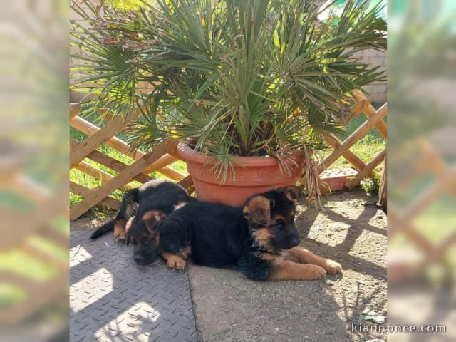 CHIOTS DE RACE BERGER ALLEMAND