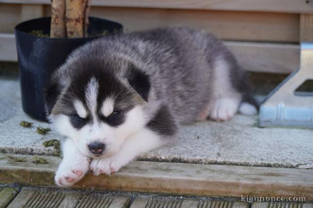 Magnifique 2femelles et male Husky Sibérie