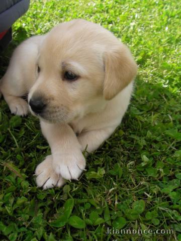 chiot labrador trois mois