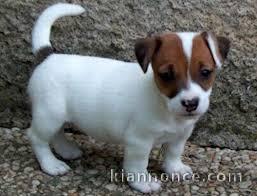 chiot jack-russell trois mois