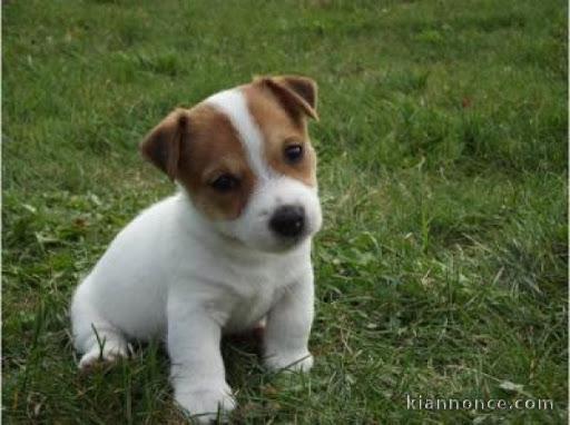  chiot jack-russell trois mois