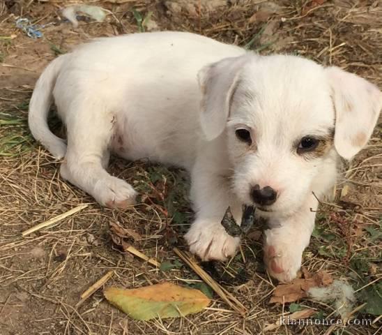 chiot jack-russell trois mois