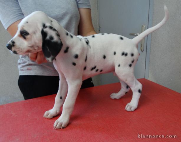 offre adorable chiots pure race  Dalmatien