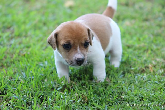 chiot jack-russell trois mois