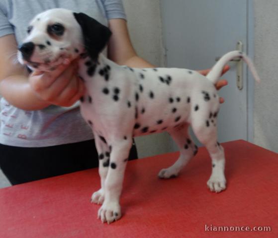 offre adorable chiots pure race  Dalmatien