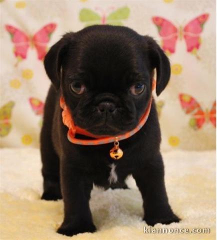  Adorable bébés chiots carlin