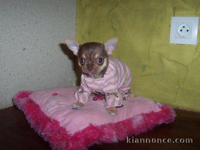  Superbes Chiots Chihuahua Pure Race 