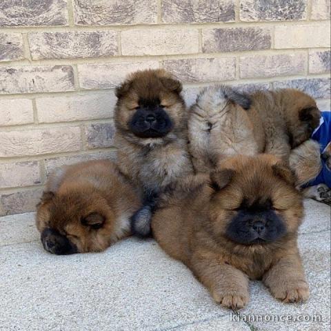 7 chiots chow chow disponibles