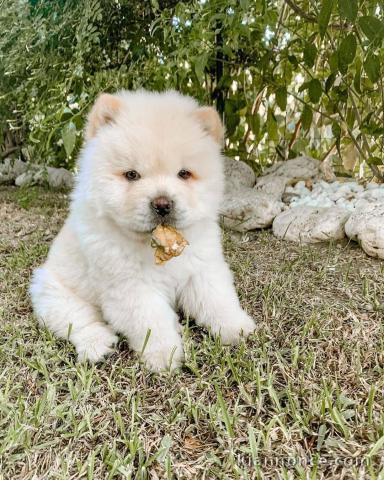 Chiots Race Pure Chow Chow mâles et femelles