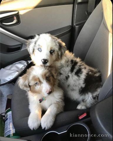   A réserver, 2 magnifiques chiots Bergers Australiens